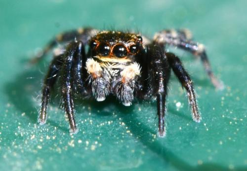 Pseudeuophrys erratica